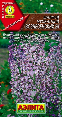 Аэлита шалфей вознесенский 24