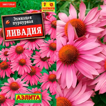 Аэлита эхинацея Ливадия