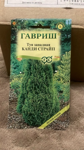 Гавриш туя Канди Страйп