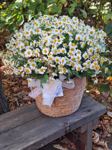 Композиция в корзине ромашка 15 шт 35 см