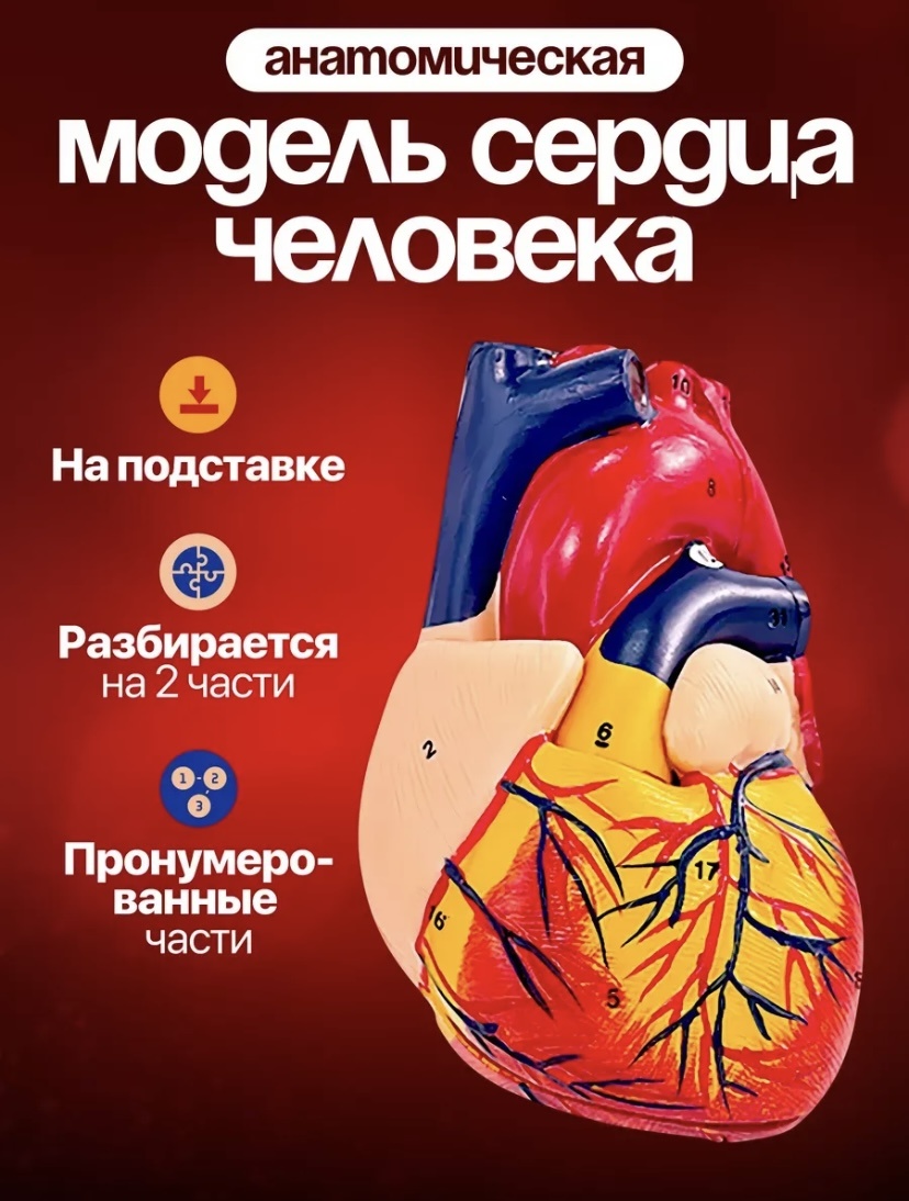 Модель сердца пластик