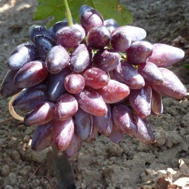 Vitis виноград Арабела