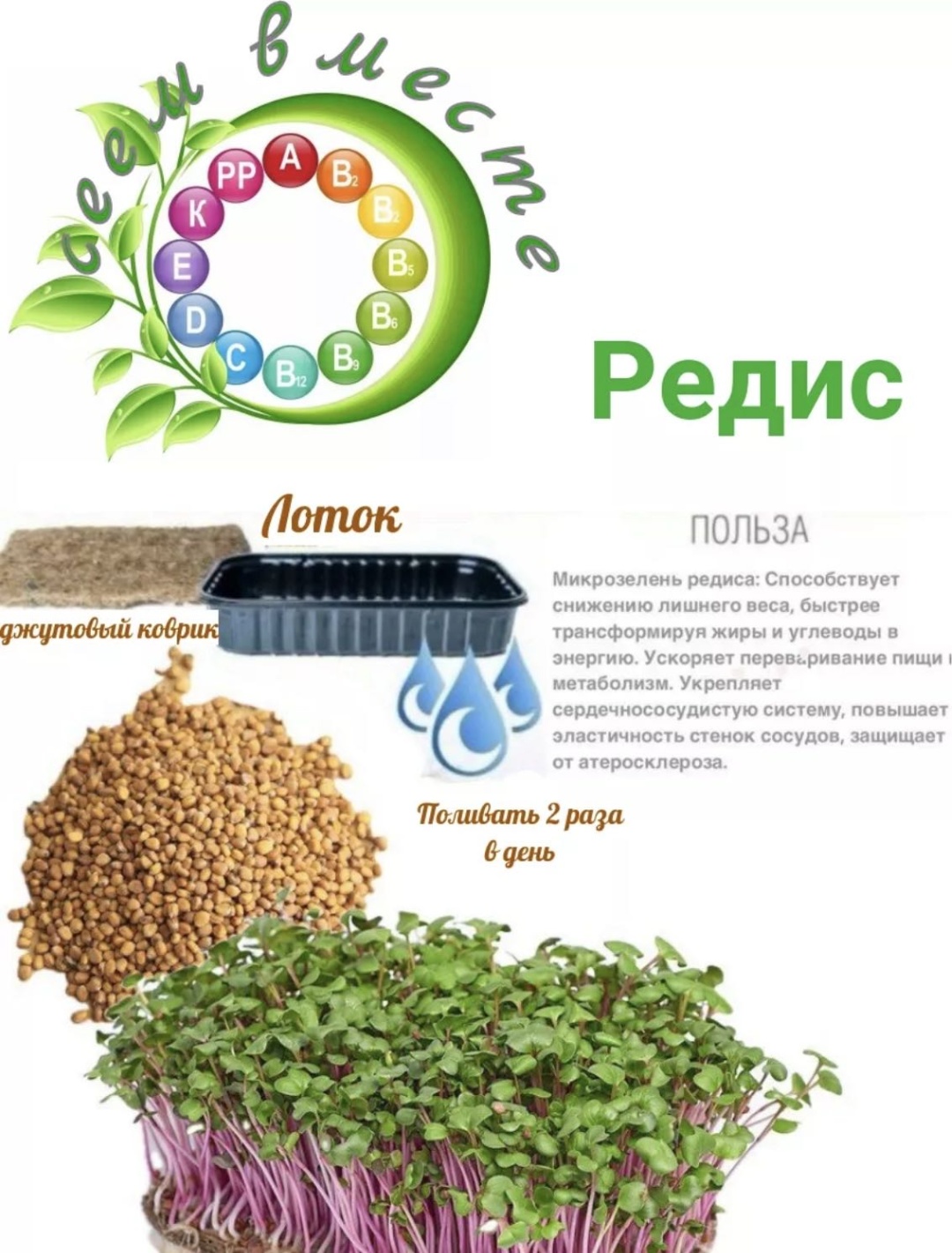 Набор для выращивания Сеем Вместе Набор микрозелени «Иммунитет»