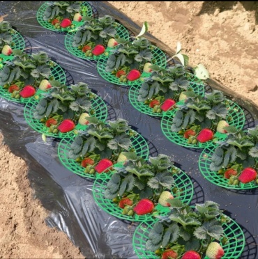 Кустодержатель 230147637, пластик