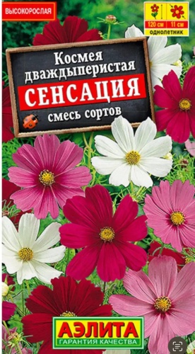 Аэлита космея Сенсация