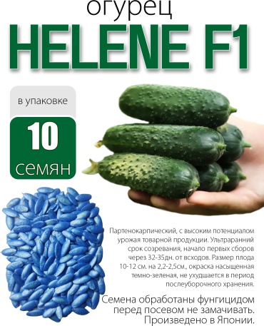 Голландские семена огурец Helene F1